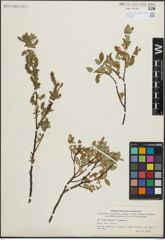 Foto von Salix hastata L. x Salix repens L.